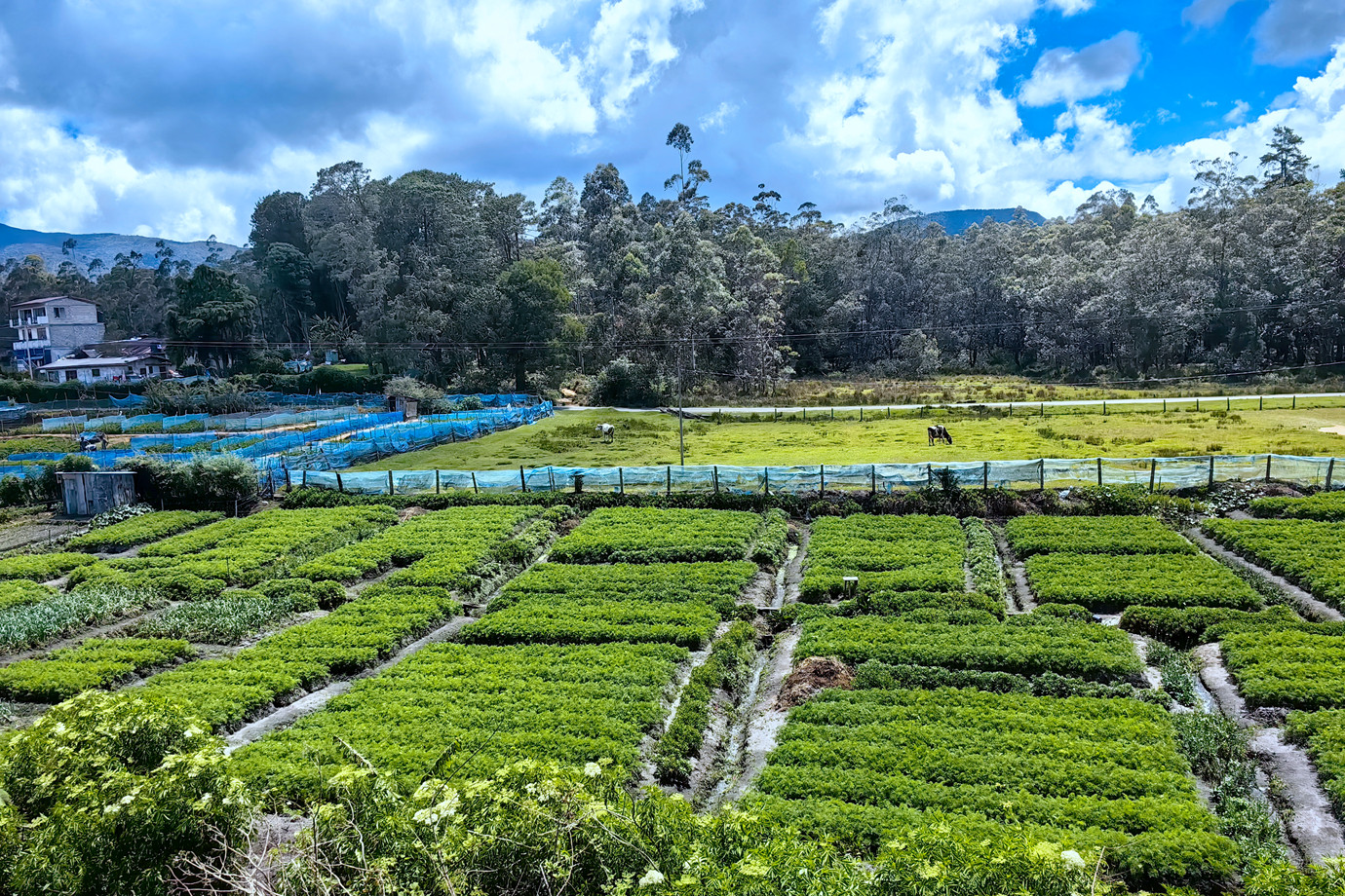 斯里蘭卡- Nuwara Eliya - Ella 高山茶園小火車